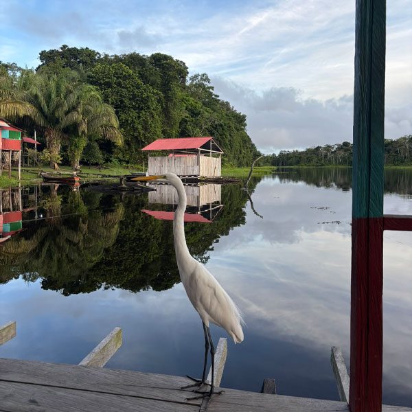 Oiseau à plumage blanc et bec jaune observant un lac bordé de maisons sur pilotis Colombia Nice Travel