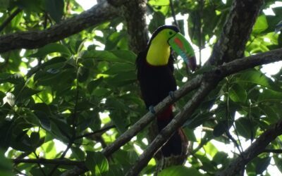 Le Birding, observation d&rsquo;oiseaux en Colombie : le pays aux 1900 espèces
