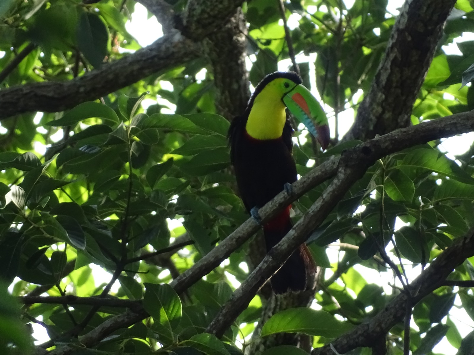 Le Birding, observation d&rsquo;oiseaux en Colombie : le pays aux 1900 espèces