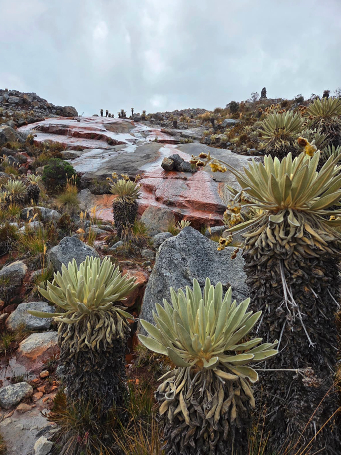 el-cocuy04